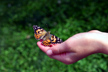 Painted lady butterfly perched on a hand