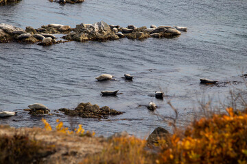 Sikhote-Alin Biosphere Reserve. Cape North. Wild fur seals lie on rocks in the Sea of Japan. Rookery of cats.