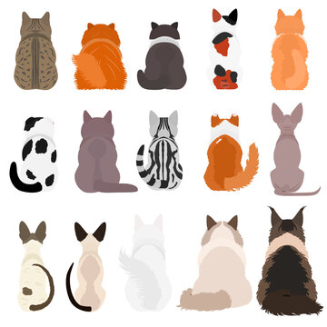 cats breed from behind bundle(1)