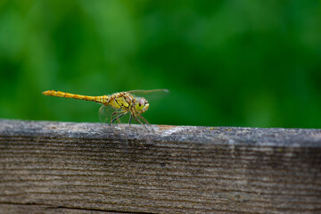 a live dragonfly sits on the plank