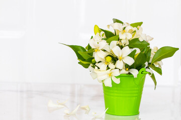 white flowers jasmine local flora of asia green tin arrangement flat lay postcard style on background white 