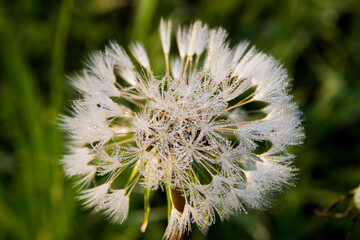 Blooming white dandelion with dewdrops close up on a green blurred background