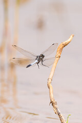 Dragonfly landing on a stick