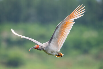 Crested Ibis in flight - obrazy, fototapety, plakaty