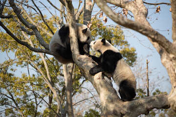 giant panda on the tree