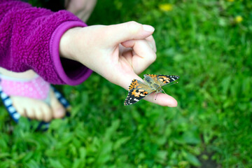 Hand holding painted lady butterfly