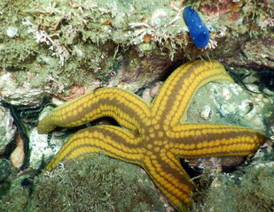 costa Rica pacific sealife