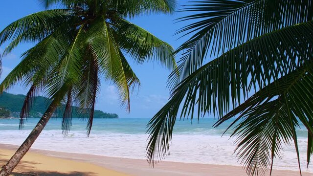 Coconut palm trees and tropical sea Summer vacation and tropical beach concept Coconut palm grow on white sand beach Alone coconut palm tree in front of freedom beach Phuket, Thailand. vertical photo