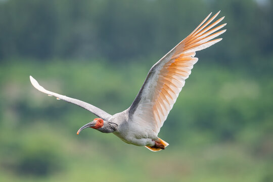 Crested Ibis in flight