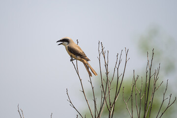 Rufous-tailed Shrike on a tree
