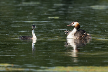 Great Crested Grebe with baby on back