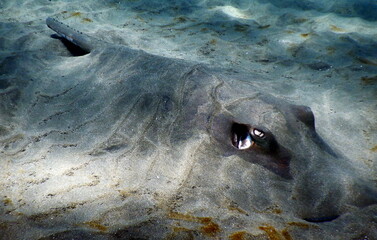 costa Rica pacific sealife