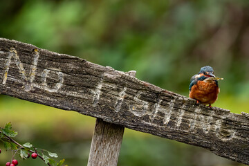 Kingfisher on a no fishing sign with fish in mouth