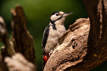 Great Spotted Woodpecker on a dead tree