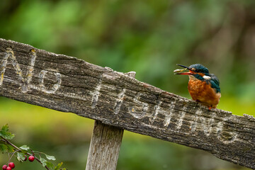 Kingfisher on a no fishing sign tossing and eating a fish