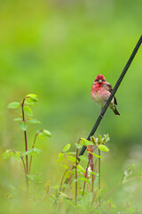Common Rosefinch on a power line