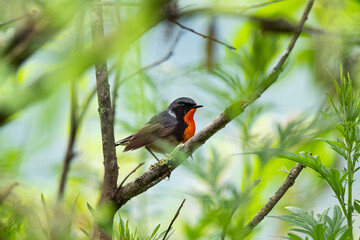Firethroat in a tree