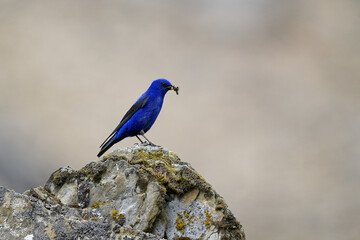 Grandala on a rock with insect food 