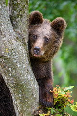 Fototapeta premium Wild Brown Bear (Ursus Arctos) on tree in the summer forest. Wildlife scene