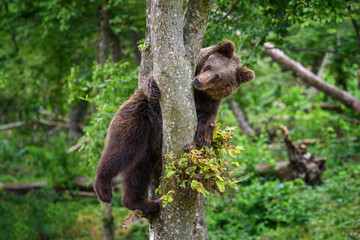 Wild Brown Bear (Ursus Arctos) on tree in the summer forest. Wildlife scene - obrazy, fototapety, plakaty