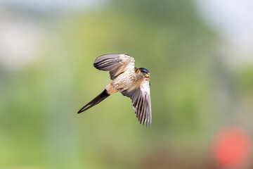 Red-rumped Swallow earring nesting mud in flight