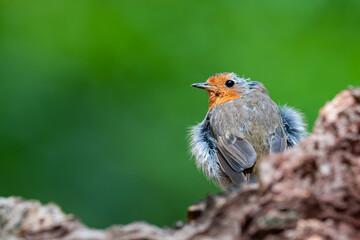 Fluffed up Robin on a log