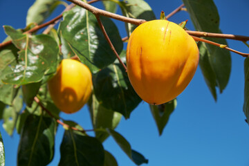 Japanese persimmon (Diospyros kaki) or kaki hanging on branch of tree on blue sky background. Japan