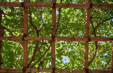 Bamboo pergola trellis supporting the liana tree. Japan
