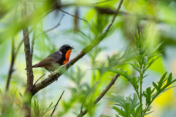 Firethroat in a tree