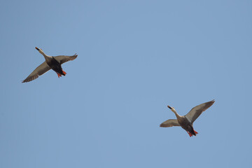 Ducks flying overhead