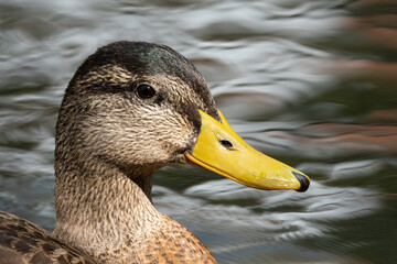 Mallard Duck headshot
