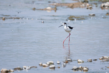Black-winged Stilt hunting for food
