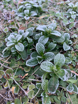 hojas luego de la helada nocturna