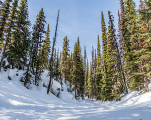panorama green pine forest tall trees early spring snow on the ground