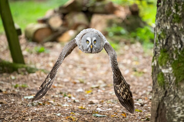 Eagle owl in flight
