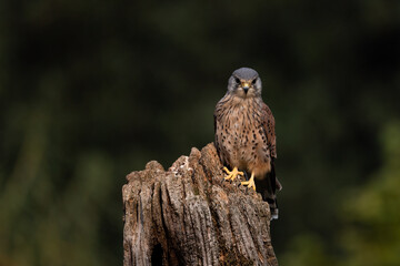 Kestrel on a stump wood