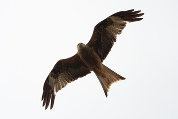 Red kite over fly