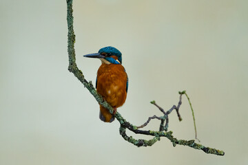 Kingfisher on a branch