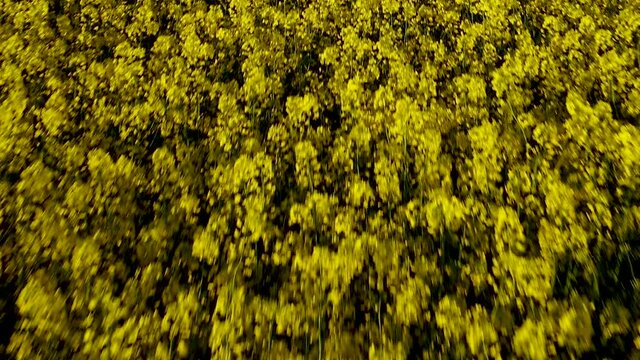 Aerial close up fast over rape rapeseed field, beautiful yellow flower of rape rapeseed, beautifully waving crops in the wind, top down