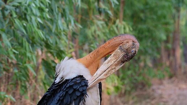 Wild endangered species Greater Adjutant, Leptoptilos dubius, gently preening its wing feathers on a windy day in a forest in Buriram, Isan, Thailand, Asia.