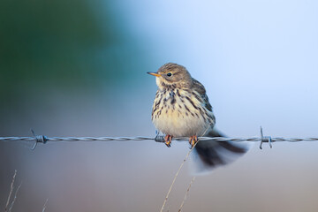 Meadow Pipit on barbed wire fence 