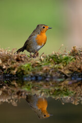 Robin reflection water