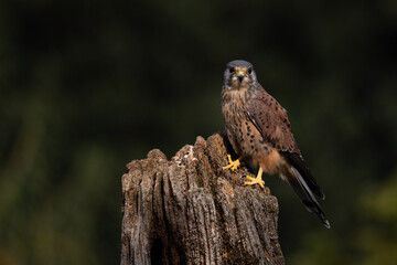 Kestrel on a stump