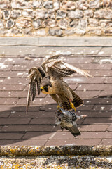 Peregrine Falcon with pigeon kill