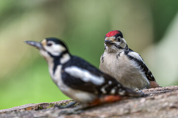 Great Spotted Woodpecker 
