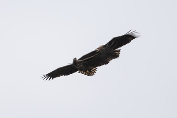 White-tailed Sea Eagle fighting UK