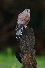 Kestrel on a wood stump