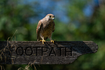 Kestrel on a footpath sign