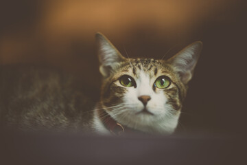 adopted domestic cat as indoor pet, cute cat at home, closeup cat's face, adorable kitten,...