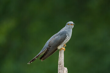 Cuckoo on a post